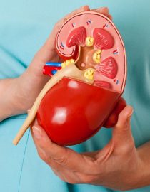 Catch Kidney Cancer Early By Understanding the Symptoms Catch Kidney Cancer Early By Understanding the Symptoms